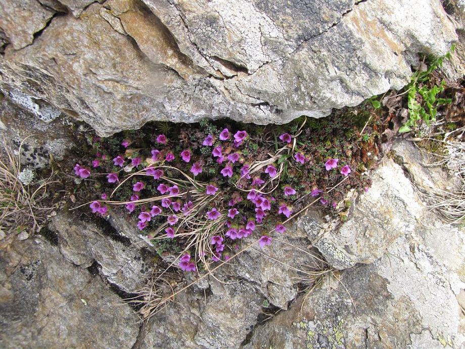 Saxifraga oppositifolia / Sassifraga a fg. opposte